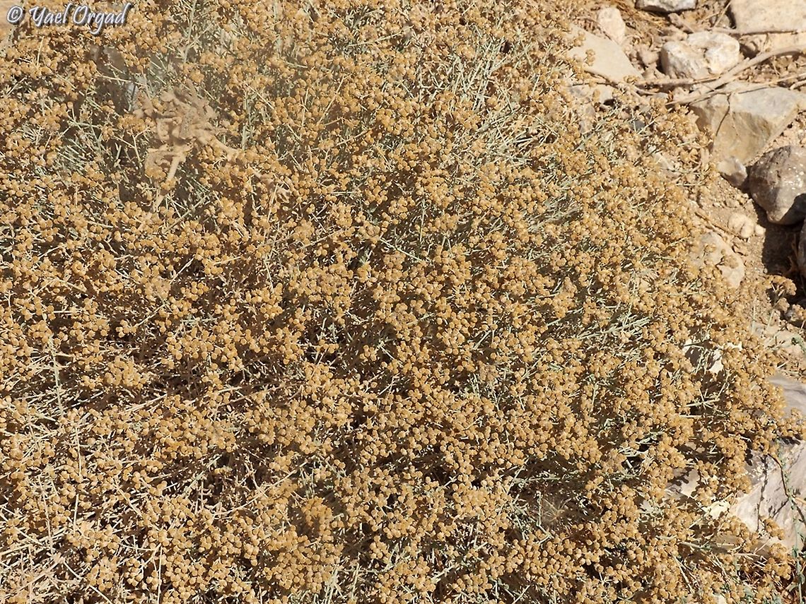 Achillea fragrantissima  Achillea fragrantissima,Geotagged,Israel,Summer