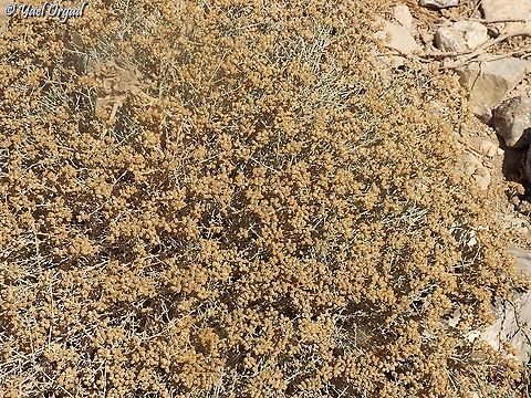 Achillea fragrantissima  Achillea fragrantissima,Geotagged,Israel,Summer