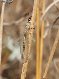 Myrmeleon hyalinus - an antlion the adults are such delicate creatures, while the larva are so intimidating! Fall,Geotagged,Israel,Myrmeleon hyalinus
