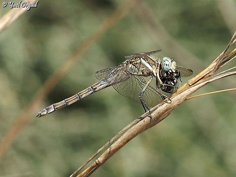 Orthetrum chrysostigma at lunch time  Epaulet skimmer,Fall,Geotagged,Israel,Orthetrum chrysostigma