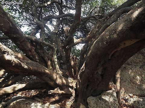 an ancient carob tree at least 400 years old Carob,Ceratonia siliqua,Fall,Geotagged,Israel
