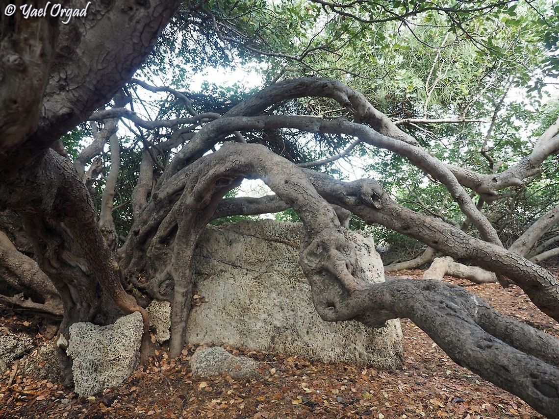 an ancient Carob tree probably at least 400 years old. Carob,Ceratonia siliqua