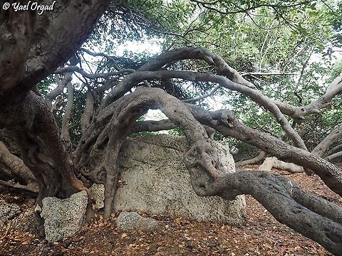 an ancient Carob tree probably at least 400 years old. Carob,Ceratonia siliqua