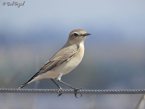 Oenanthe oenanthe  Fall,Geotagged,Israel,Northern wheatear,Oenanthe oenanthe