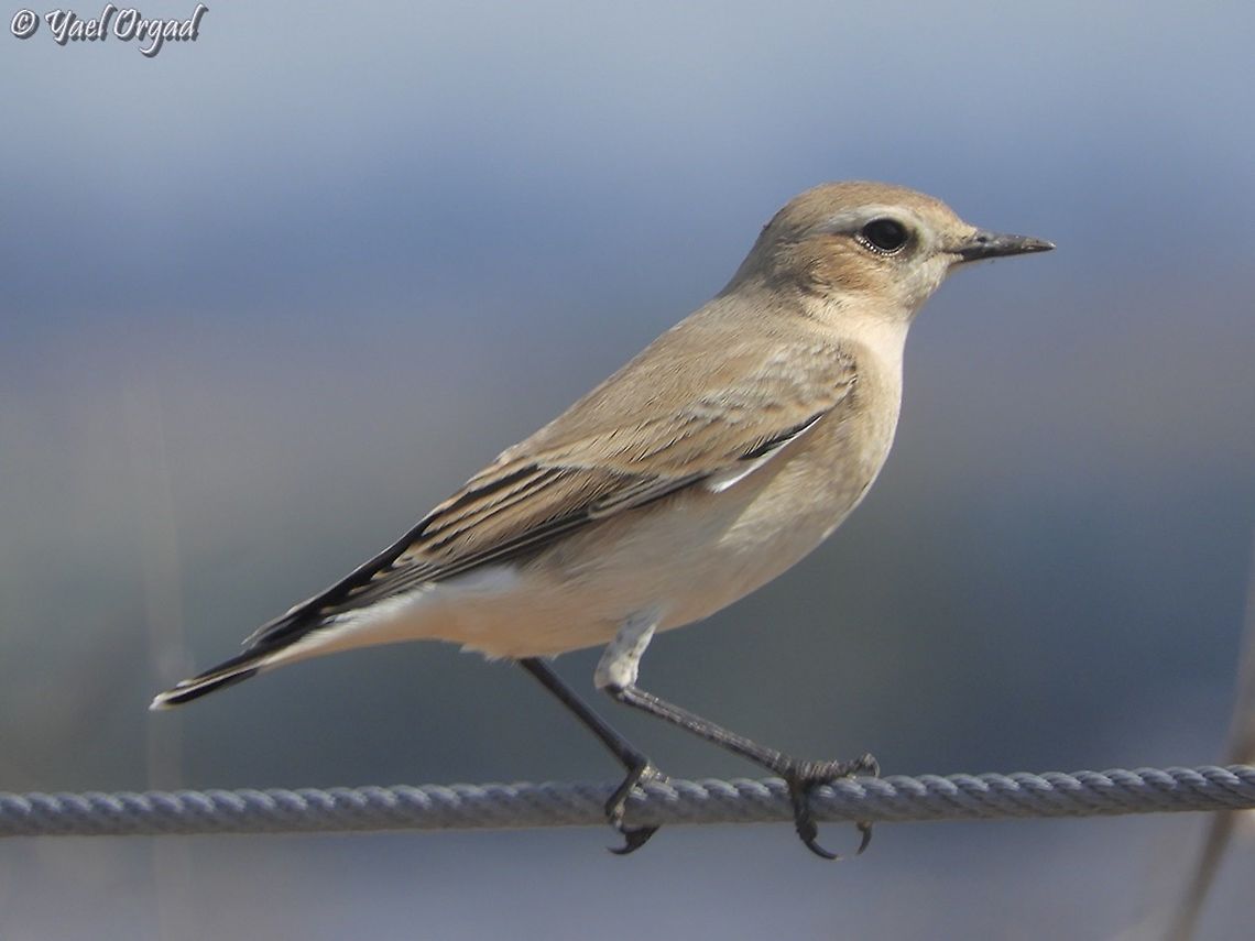 Oenanthe oenanthe  Fall,Geotagged,Israel,Northern wheatear,Oenanthe oenanthe