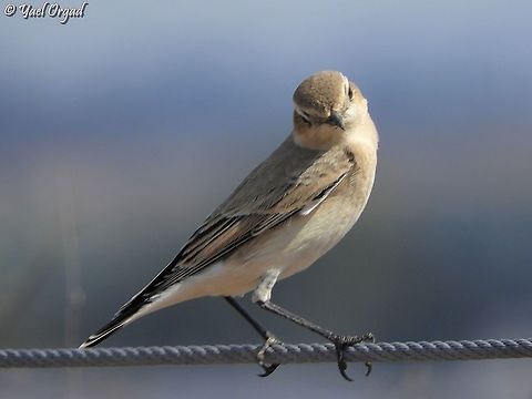 Oenanthe oenanthe  Fall,Geotagged,Israel,Northern wheatear,Oenanthe oenanthe