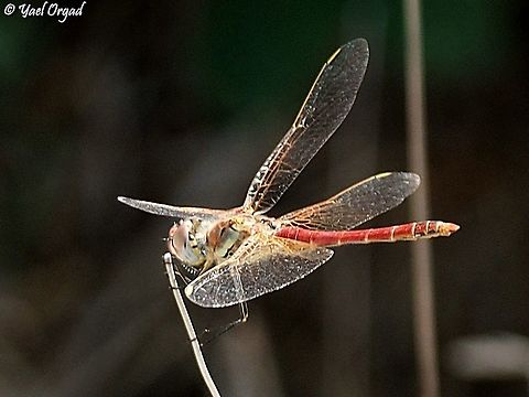 Sympetrum fonscolombii  Fall,Geotagged,Israel,Red-veined darter,Sympetrum fonscolombii