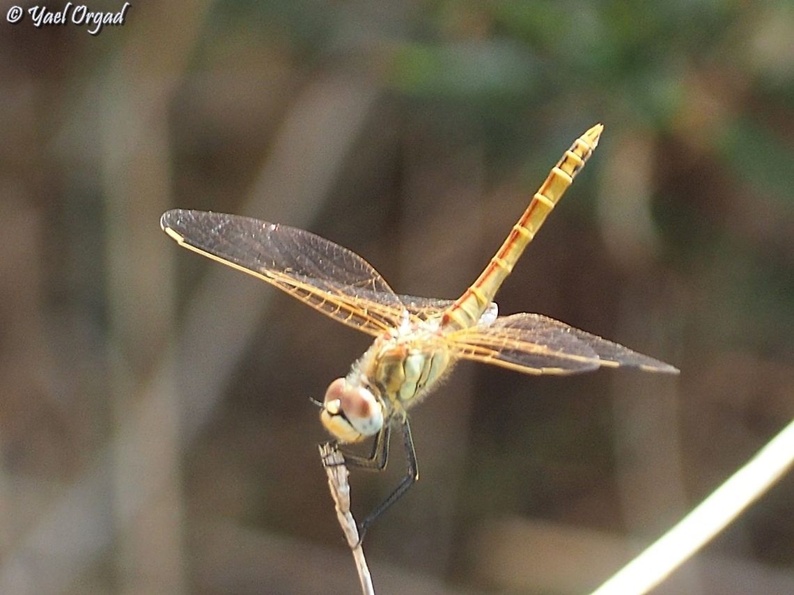 Sympetrum fonscolombii  Fall,Geotagged,Israel,Red-veined darter,Sympetrum fonscolombii