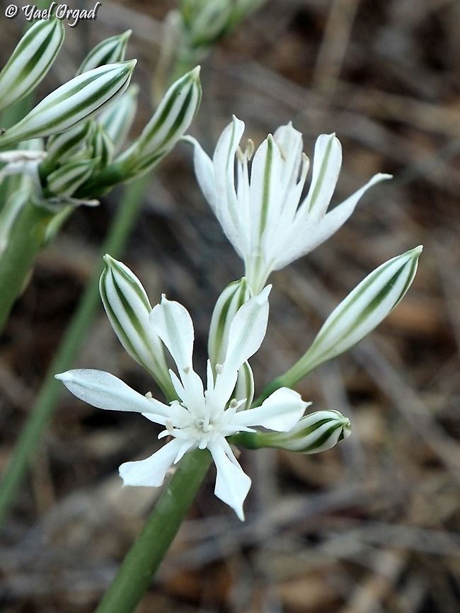 Vagaria parviflora  Fall,Geotagged,Israel,Vagaria parviflora