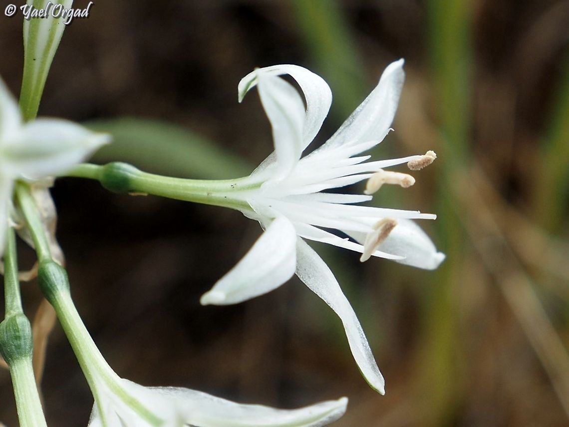 Vagaria parviflora  Fall,Geotagged,Israel,Vagaria parviflora