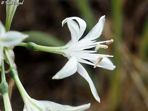 Vagaria parviflora  Fall,Geotagged,Israel,Vagaria parviflora