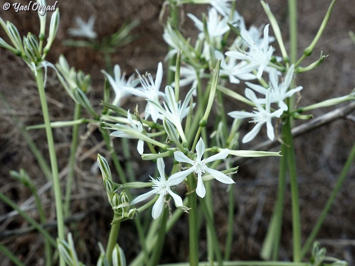 Vagaria parviflora  Fall,Geotagged,Israel,Vagaria parviflora