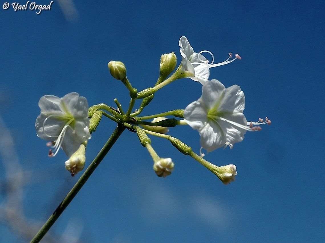 Commicarpus plumbagineus  Commicarpus plumbagineus,Fall,Geotagged,Israel