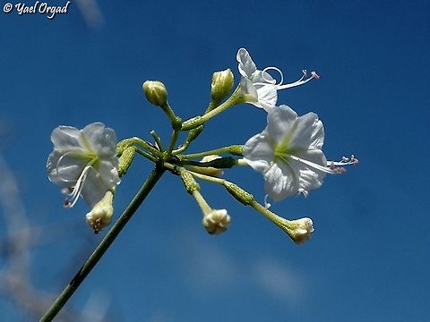 Commicarpus plumbagineus  Commicarpus plumbagineus,Fall,Geotagged,Israel