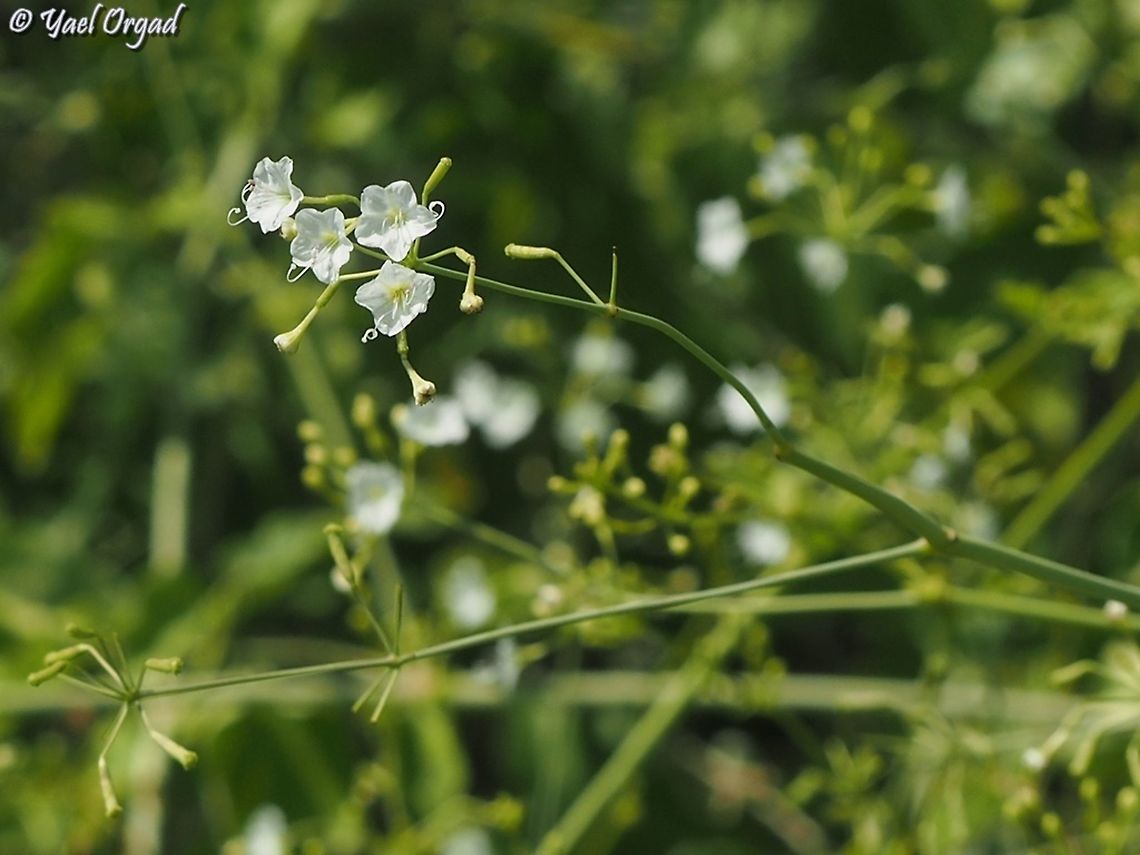 Commicarpus plumbagineus  Commicarpus plumbagineus,Fall,Geotagged,Israel