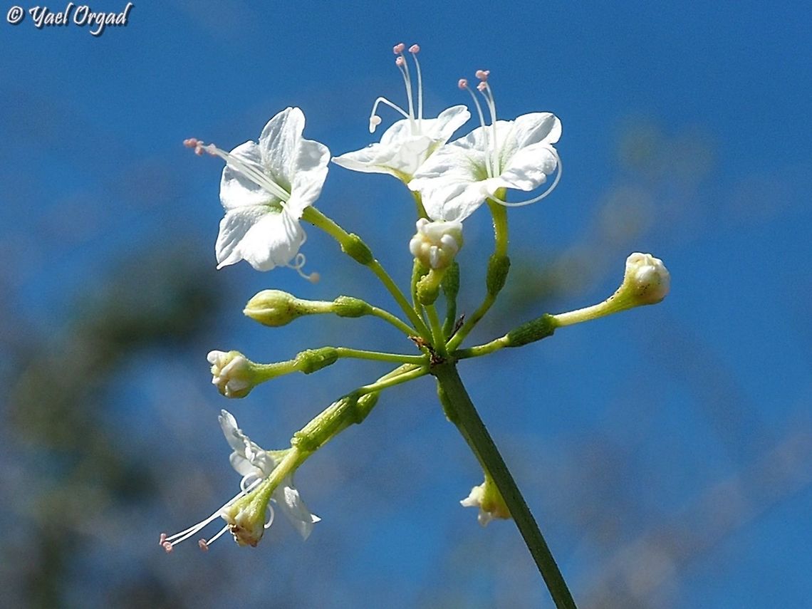 Commicarpus plumbagineus  Commicarpus plumbagineus,Fall,Geotagged,Israel