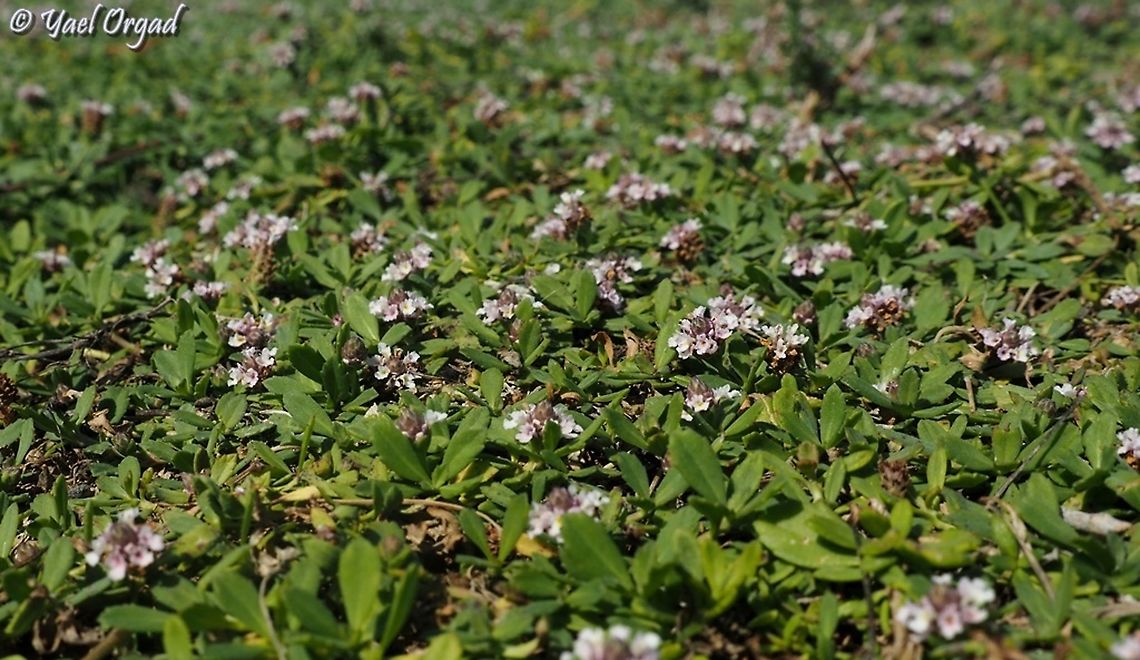 Phyla nodiflora  Fall,Geotagged,Israel,Phyla nodiflora