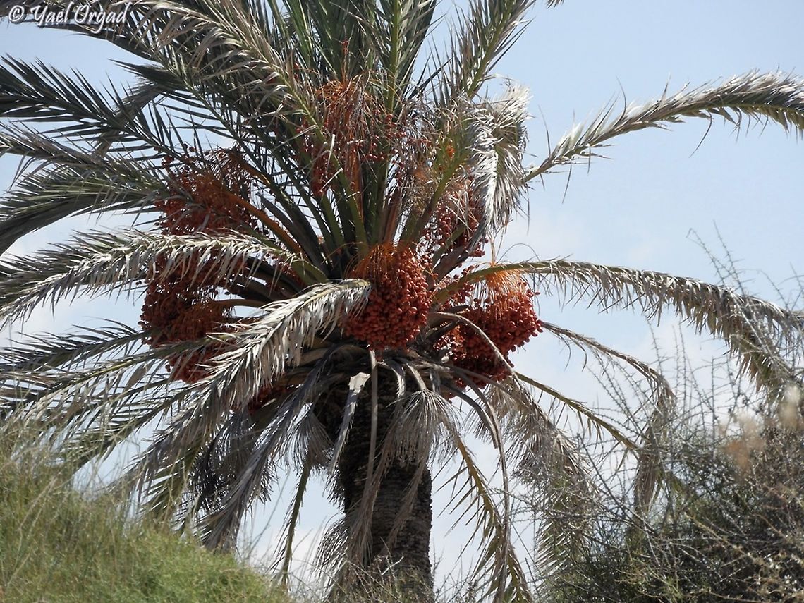 Date tree laden with fruit  Date palm,Fall,Geotagged,Israel,Phoenix dactylifera