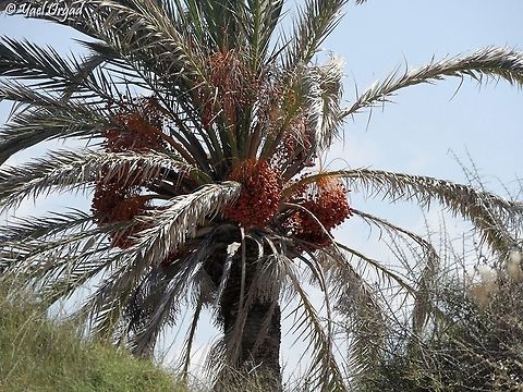 Date tree laden with fruit  Date palm,Fall,Geotagged,Israel,Phoenix dactylifera