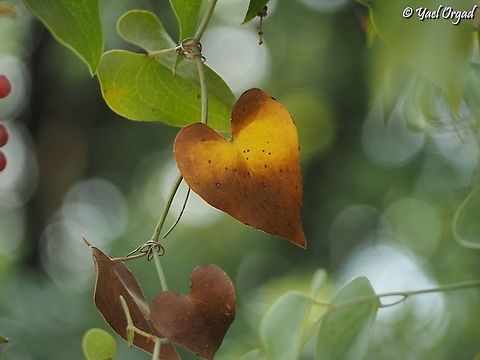 the heart of Smilax aspera  Common smilax,Fall,Geotagged,Israel,Smilax aspera