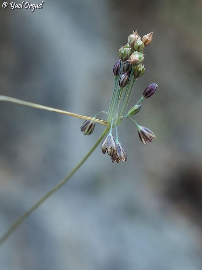 new spot for a rare species! Allium tardiflorum is a rare and endangered species, that was discovered on Mount Carmel in the late 1980&#039;s and published in the early 1990&#039;s. on 9/2021 it was discovered on Mount Meiron for the first time. a week later we went looking for it!  Allium tardiflorum,Fall,Geotagged,Israel