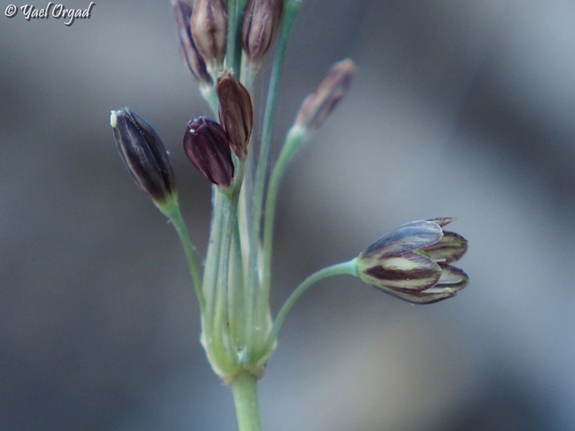 Allium tardiflorum  Allium tardiflorum,Fall,Geotagged,Israel