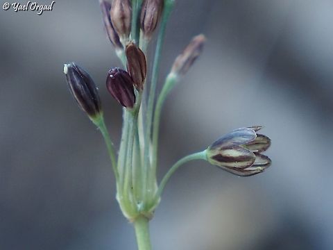 Allium tardiflorum  Allium tardiflorum,Fall,Geotagged,Israel