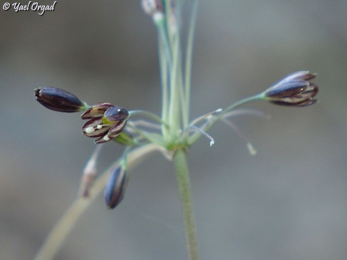 Allium tardiflorum first found on Mount Meiron on 9/2021 Allium tardiflorum,Fall,Geotagged,Israel