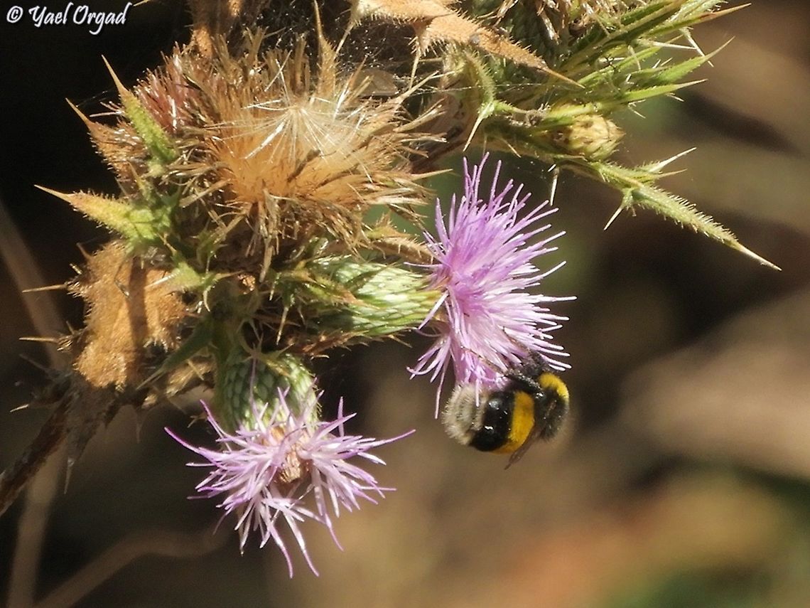 Bombus terrestris on Cirsium phyllocephalum  Bombus terrestris,Buff-tailed bumblebee,Fall,Geotagged,Israel