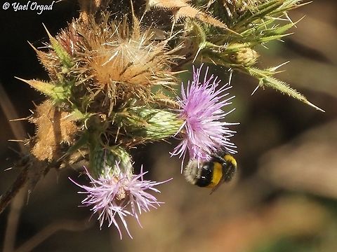 Bombus terrestris on Cirsium phyllocephalum  Bombus terrestris,Buff-tailed bumblebee,Fall,Geotagged,Israel