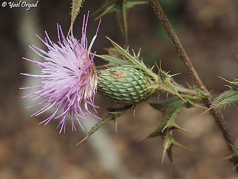 Cirsium phyllocephalum  Cirsium phyllocephalum,Fall,Geotagged,Israel