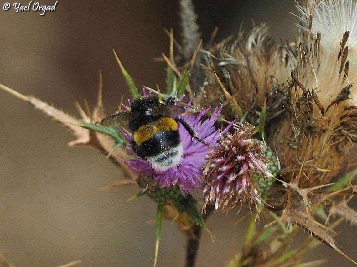 Bombus terrestris on Cirsium phyllocephalum  Bombus terrestris,Buff-tailed bumblebee,Fall,Geotagged,Israel