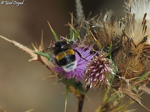 Bombus terrestris on Cirsium phyllocephalum  Bombus terrestris,Buff-tailed bumblebee,Fall,Geotagged,Israel