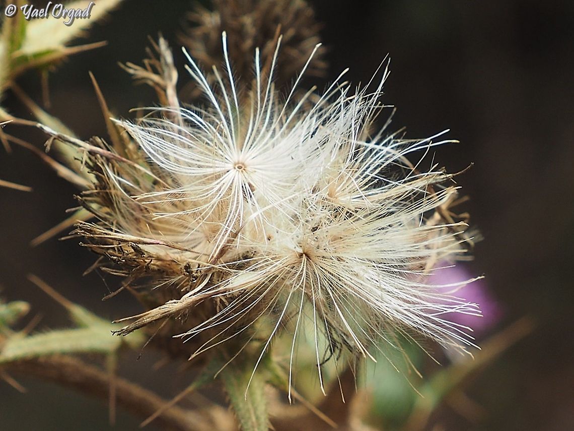 Cirsium phyllocephalum spreading seeds  Cirsium phyllocephalum,Fall,Geotagged,Israel