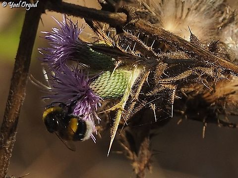 Bombus terrestris on Cirsium phyllocephalum  Bombus terrestris,Cirsium phyllocephalum,Fall,Geotagged,Israel
