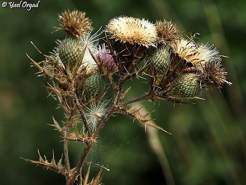 Cirsium phyllocephalum  Cirsium phyllocephalum,Fall,Geotagged,Israel
