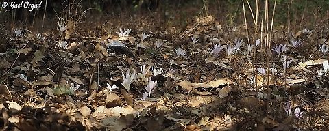 Colchicum troodi  Colchicum troodi,Fall,Geotagged,Israel