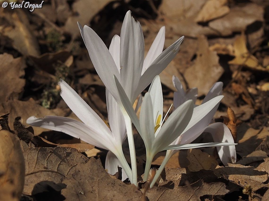 Colchicum troodi  Colchicum troodi,Fall,Geotagged,Israel