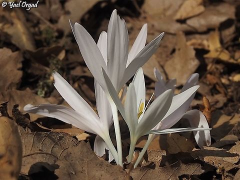 Colchicum troodi  Colchicum troodi,Fall,Geotagged,Israel