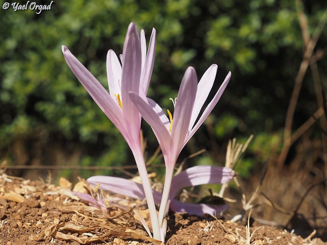 Colchicum hierosolymitanum  Colchicum hierosolymitanum,Fall,Geotagged,Israel