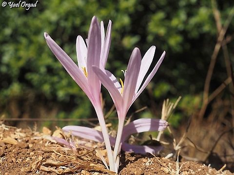 Colchicum hierosolymitanum  Colchicum hierosolymitanum,Fall,Geotagged,Israel