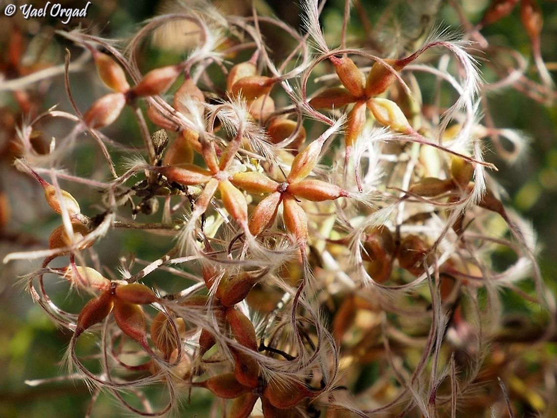 Clematis flammula spreading seeds  Clematis flammula,Fall,Geotagged,Israel