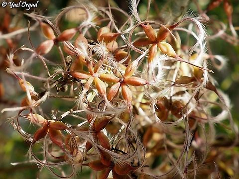 Clematis flammula spreading seeds  Clematis flammula,Fall,Geotagged,Israel