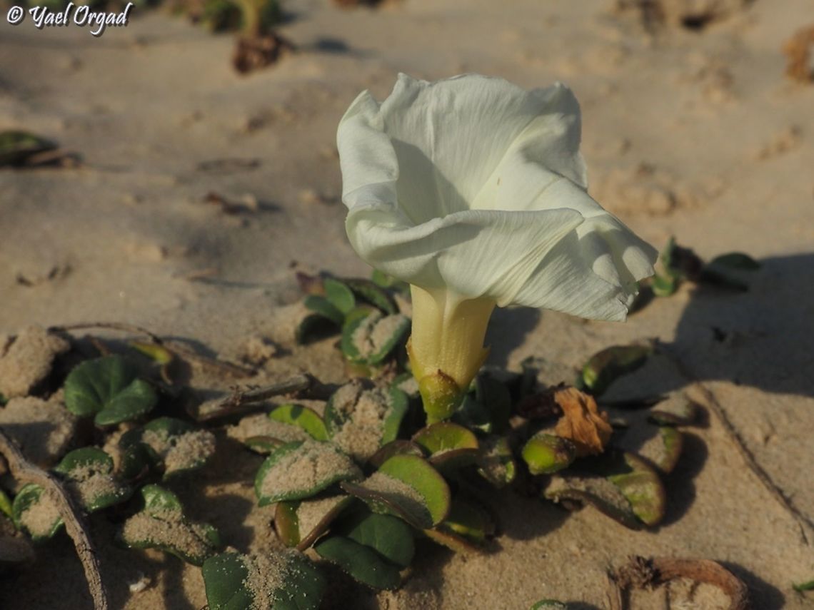 Ipomoea imperati  Fall,Geotagged,Ipomoea imperati,Israel
