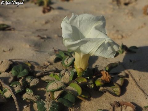 Ipomoea imperati  Fall,Geotagged,Ipomoea imperati,Israel
