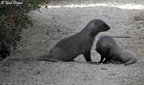 Herpestes ichneumon  Egyptian mongoose,Fall,Geotagged,Herpestes ichneumon,Israel