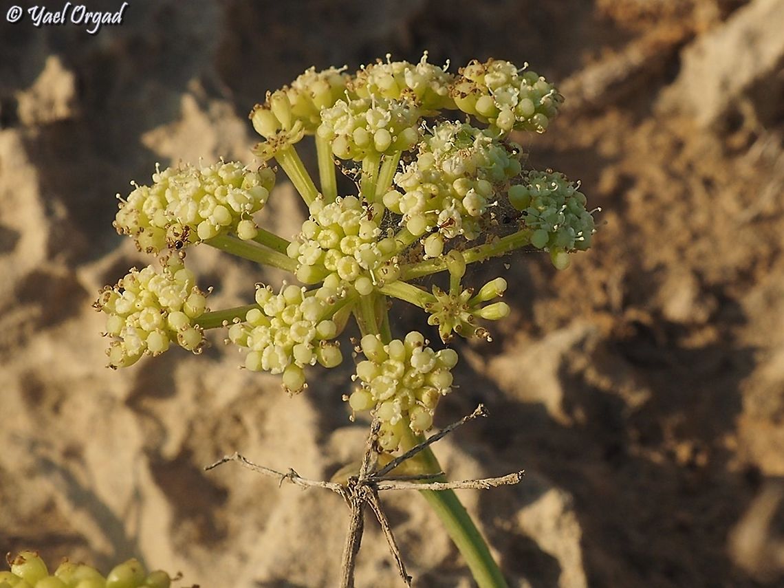 Crithmum maritimum  Crithmum maritimum,Fall,Geotagged,Israel,Samphire