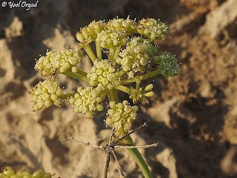 Crithmum maritimum  Crithmum maritimum,Fall,Geotagged,Israel,Samphire
