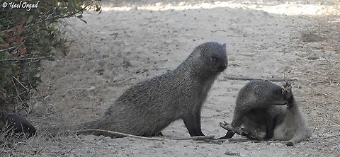 they lick themselves like cats :-)  Egyptian mongoose,Fall,Geotagged,Herpestes ichneumon,Israel