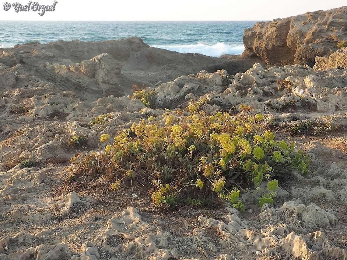 Crithmum maritimum  Crithmum maritimum,Fall,Geotagged,Israel,Samphire
